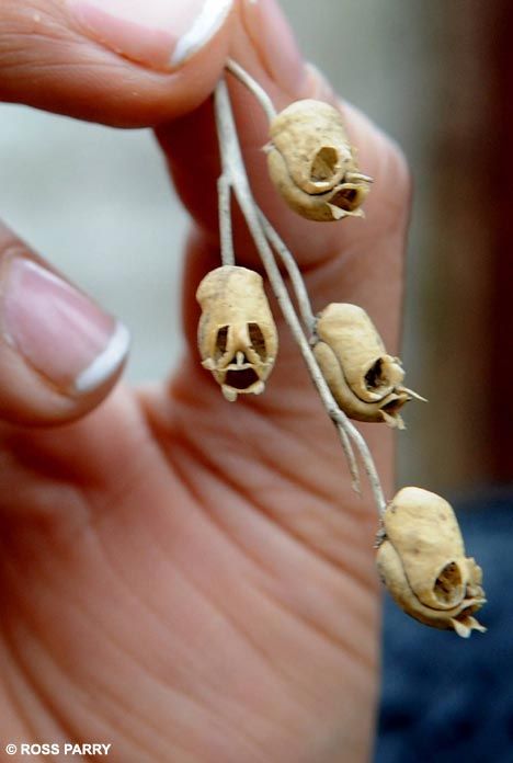 aquilegia plant pods~skull like