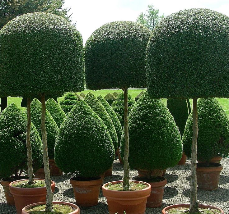 topiary