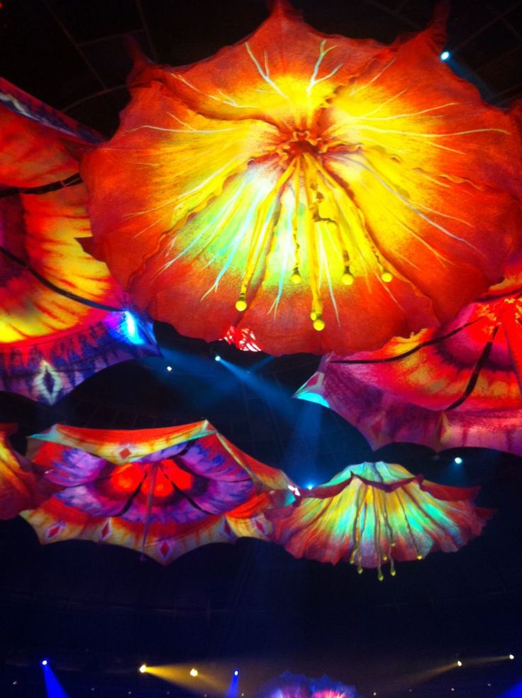 Colorful umbrella looking exotic flowers