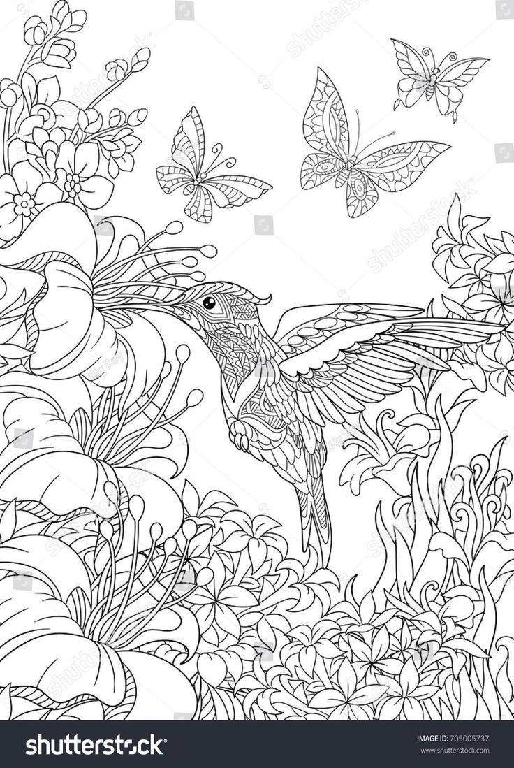 Coloring page of hummingbird, butterflies and hibiscus flowers. Freehand sketch ...