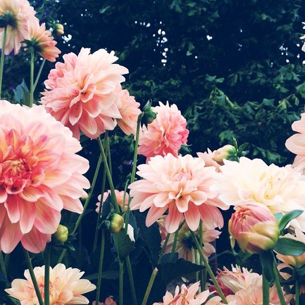 Dahlias . . . #goregous . LOVE the bright colors. Reminds me of Pink #Jade www.e...