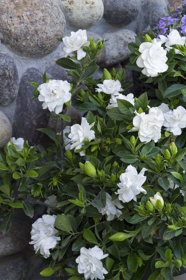 Top 10 of The Most Fragrant Flowers in The World - Top Inspired