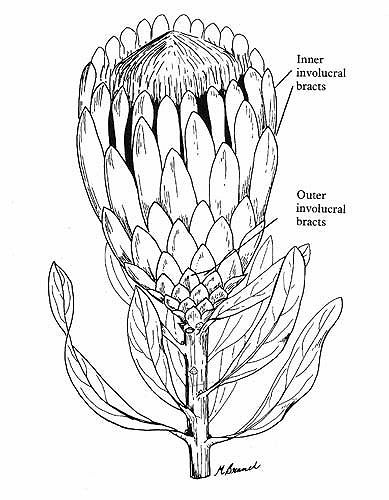 protea flower drawing - Google Search