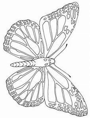 Résultat d’images pour Line Drawings of Flowers and Butterflies