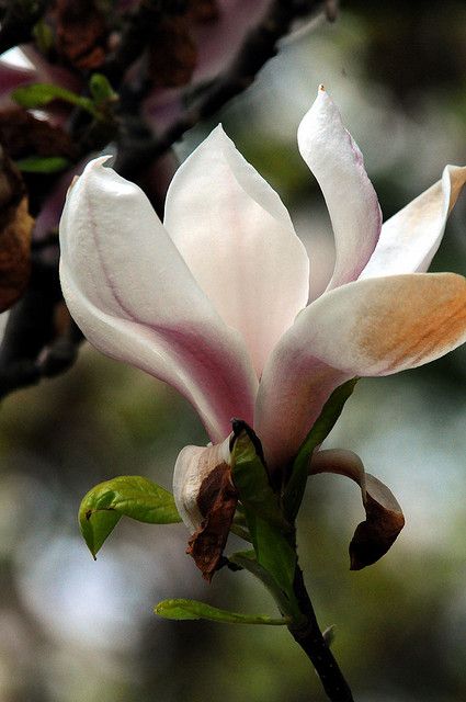 In love with all the Magnolia Blossom due to the wacky weather we're having.