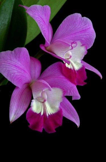 Cattleya Orchid                                                                 ...