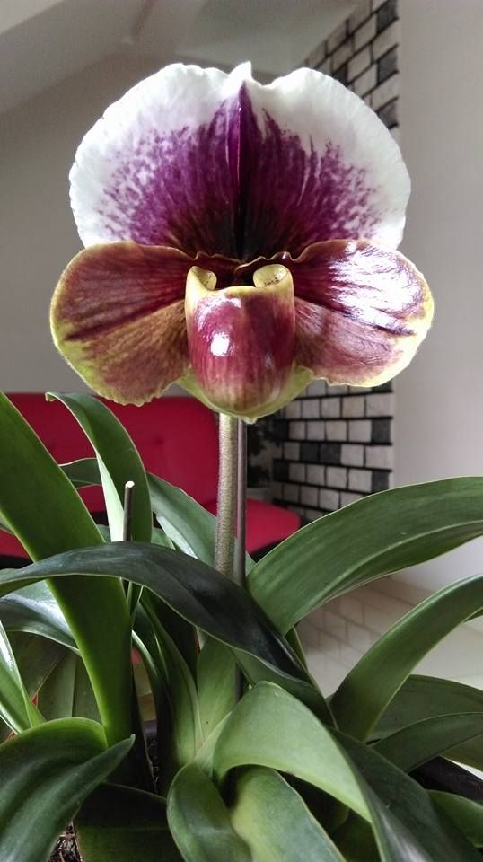 Paphiopedilum, Lady Slipper Orchid.