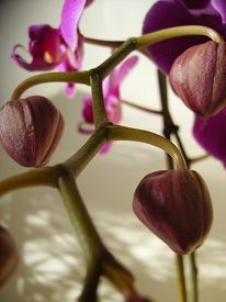 Encourage orchid reblooming - move to a cooler location(55-65 degrees) & start f...