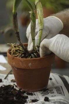Orchid Repotting: When And How To Repot An Orchid Plant - Orchids are relatively...
