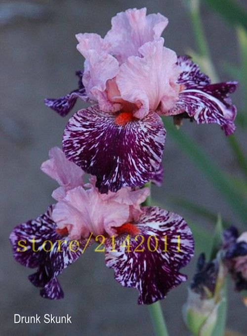 50pcs/bag pink iris seeds, bearded iris seeds, rare bonsai iris Phalaenopsis Orc...