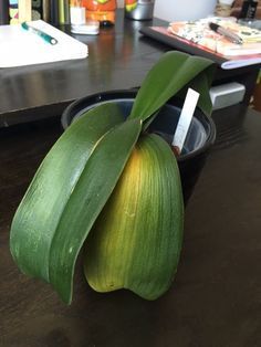 Tips on Caring for a Sick Orchid