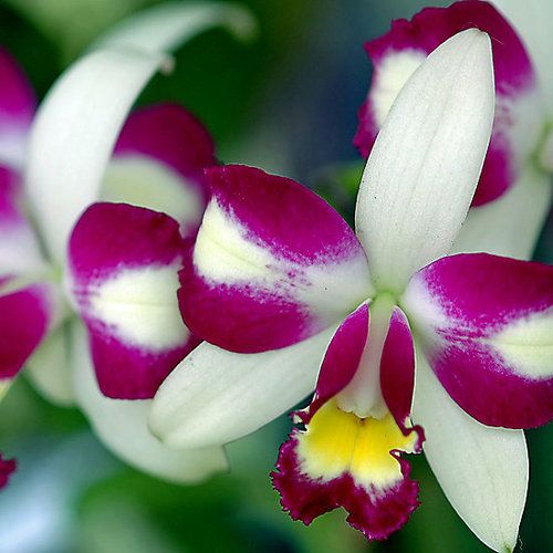 ~~ Cattleya Orchid ~
