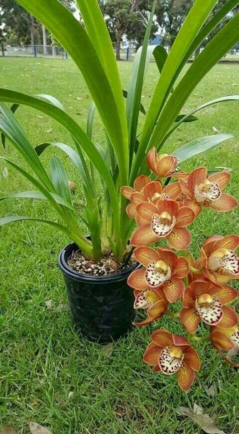 orchid                                                                          ...