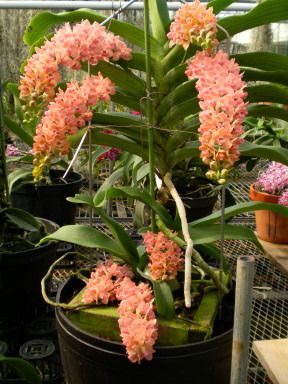 Orchid: Rhynchostylis gigantea - Species from Southeast Asia