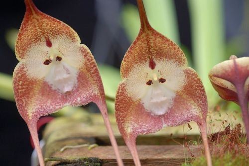 10 Rare Orchis Simia Monkey Orchid Flower Seeds A Monkey Orchid is a plant that...