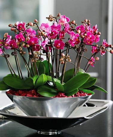#orchids my best ჱ ܓ ჱ ᴀ ρᴇᴀcᴇғυʟ ρᴀʀᴀᴅısᴇ ჱ ܓ ...