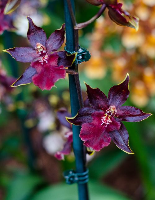 A blog about orchids written by the staff of the Fuqua Orchid Center.