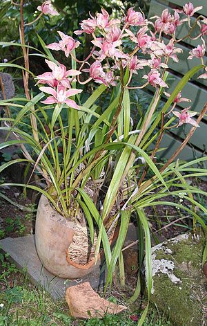 Cymbidium Orchid Care is all about light, water and fertiliser. We look also loo...