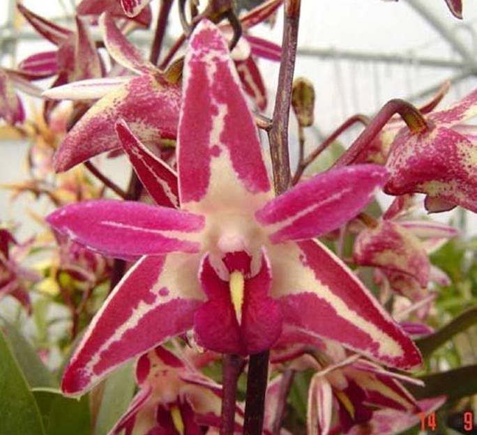 Dendrobium Cobber 'Lavender & Lime'- Sunset Valley Orchids