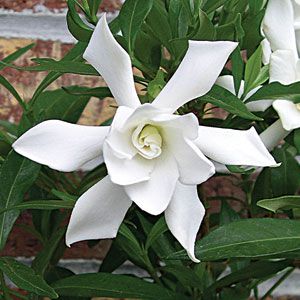 For front yard....Frost Proof Gardenia.  Would smell lovely and be pretty too.  ...