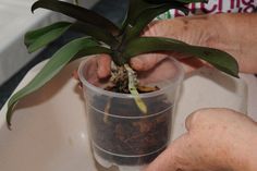 How to Repot a Phalaenopsis Moth Orchid Video & Photo Guide - See more at: caref...