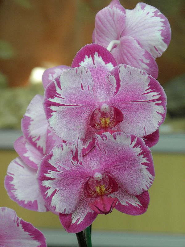 #Orchid #phalaenopsis