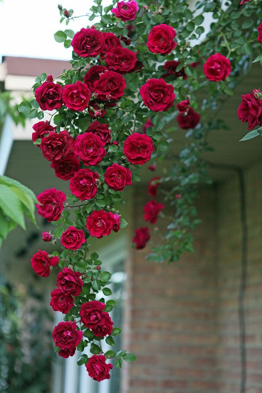 Red climbing Rambler rose