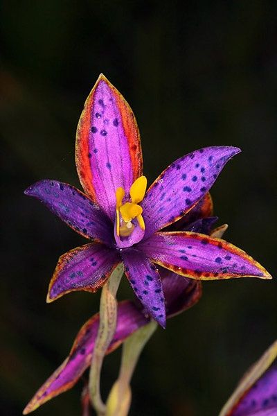 The Queen of Sheba Orchid consists of three regional sub species. They are disti...