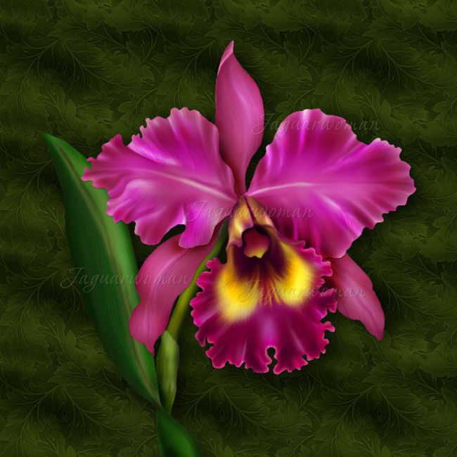 hybrid cattleya maxima orchids plants and flowers | cattleya orchid orchids are ...