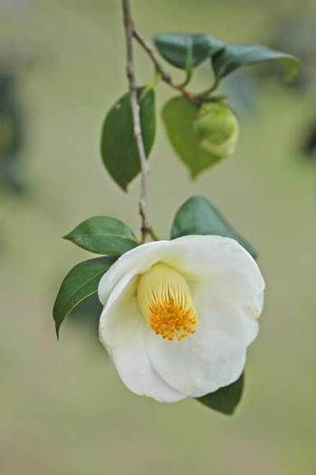 Japanese camellia ༻♡༻¤ ღ รฬєєt รย๓ἶ ღ ¤ ༻♡༻ ღ...