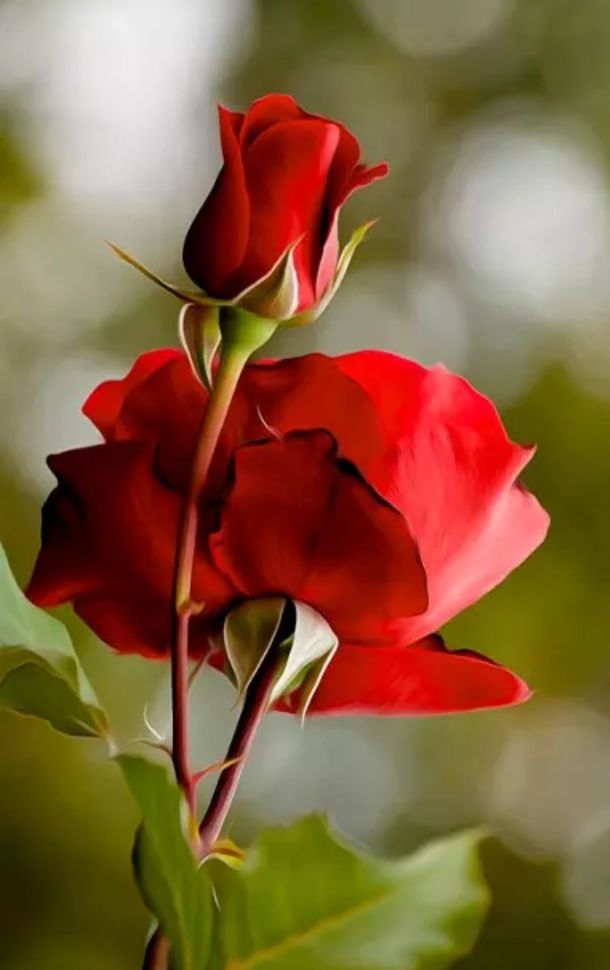 Lovely rose                                                                     ...