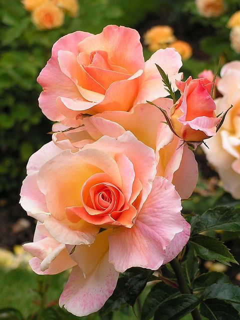 Beautiful Pink/Peach Roses