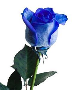How to Dye A White Rose A Different Color (Love Blue Roses)