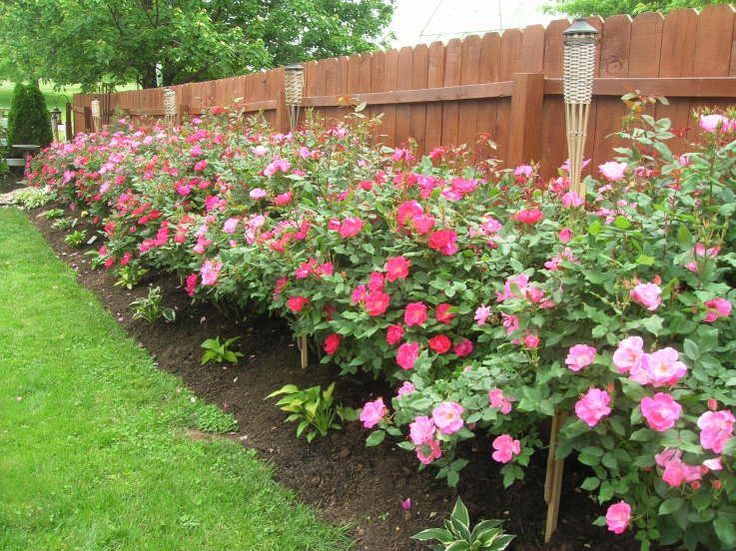Knockout roses - planting and care