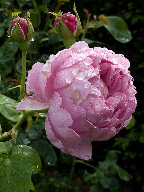 The Charles Rennie Mackintosh rose is a lovely lilac pink colored English rose b...
