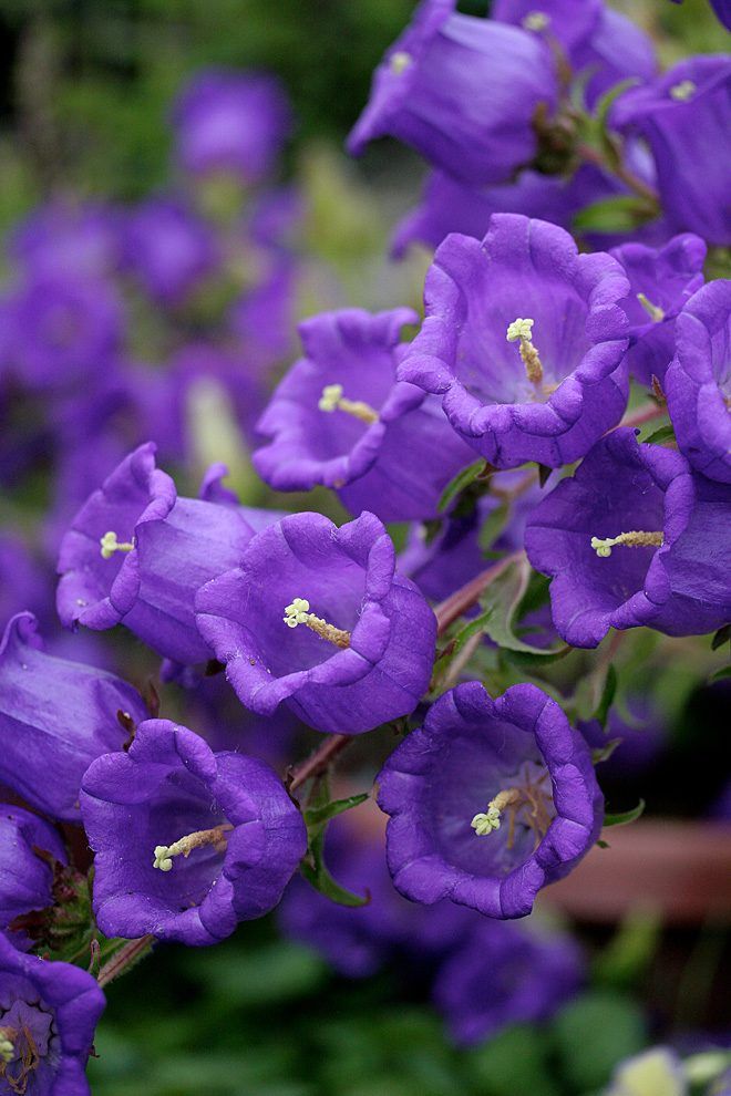 Canterbury bells (Campanula medium) is an old fashioned cottage garden favorite...