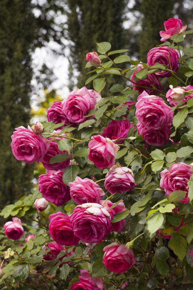 14 Roses for Pergolas and Arbors - These types of roses climb and drape beautifu...