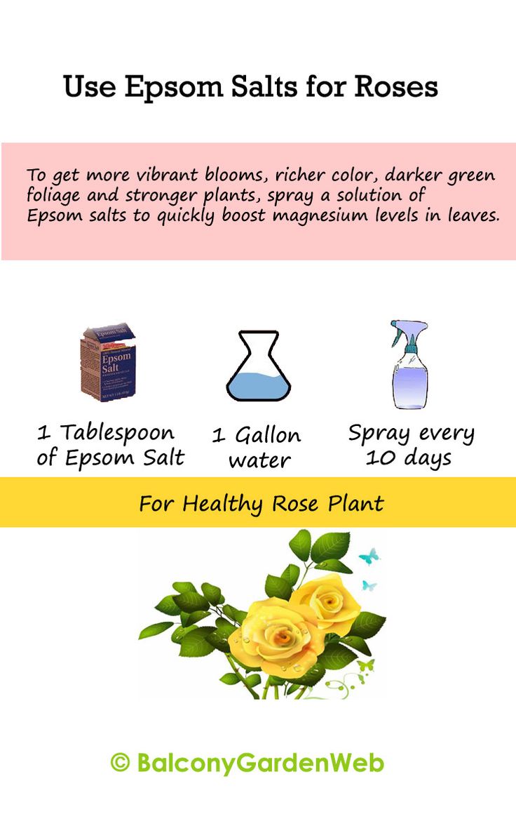 30 Diagrams to Make You Master in Growing Roses | Balcony Garden Web
