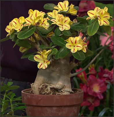 Adenium Desert Rose - Sabi Star Yellow - rare and whimsical succulent, with an a...