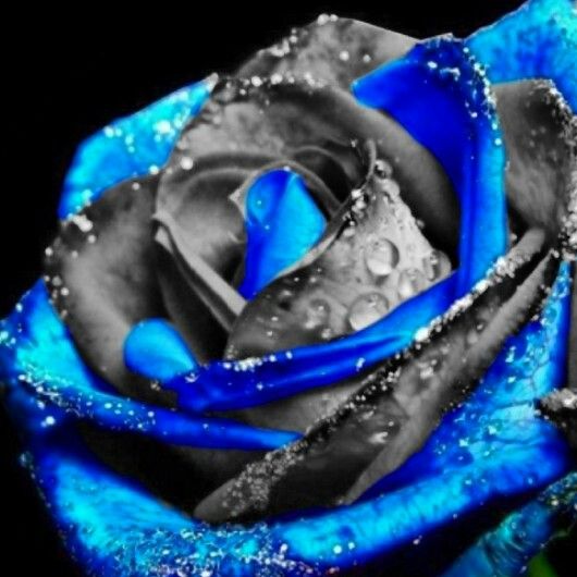 Blue and black rose                                                             ...