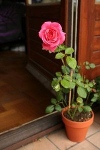 How to Begin Growing Roses From Cuttings I wish I would have known this would ha...