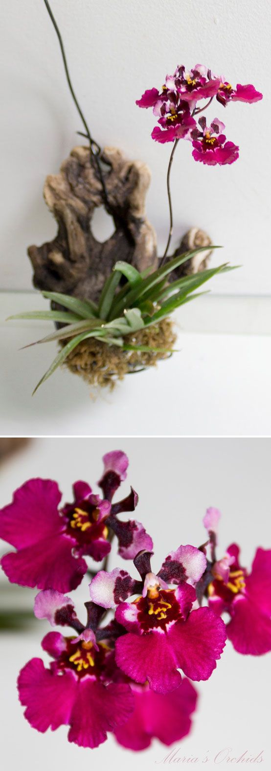 MOUNTED ORCHIDS :: Tolumnia Red Berry (have this one too) mounted on driftwood w...