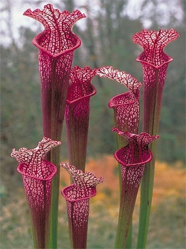 Red terrestrial Pitcher Plants  - One would need a very special moist garden to ...