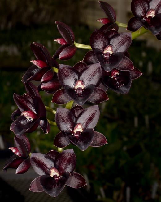 Sunset Valley Orchids - Fdk. Dark There After 'SVO Winter's Night' F...