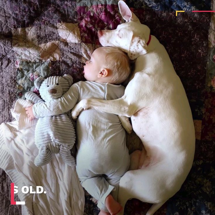 This adorable sleeping baby is best friends with his dogs.