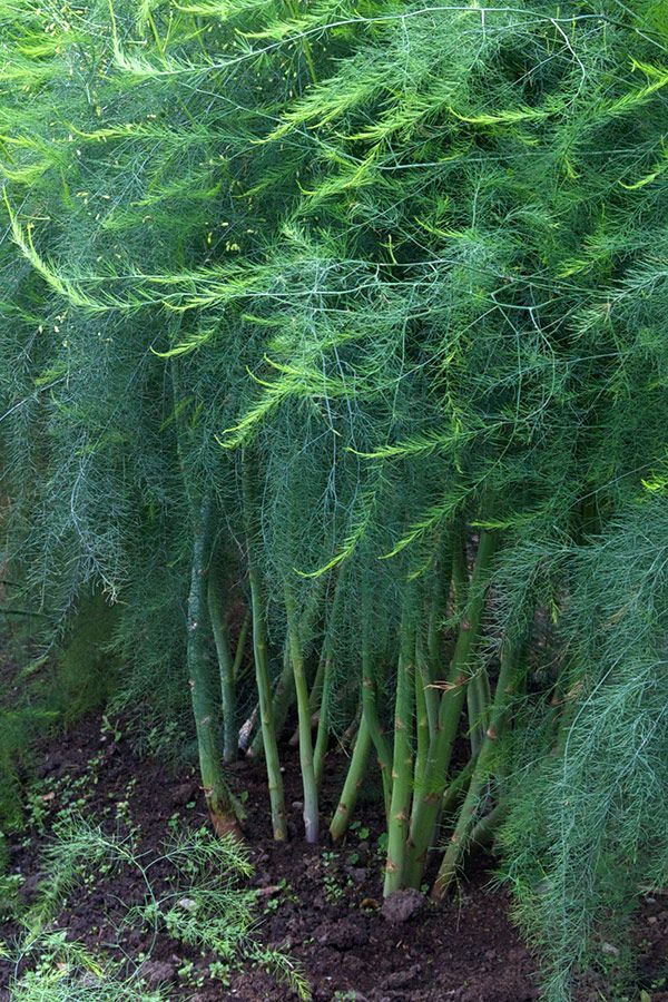 How to Grow Asparagus | Bonnie Plants