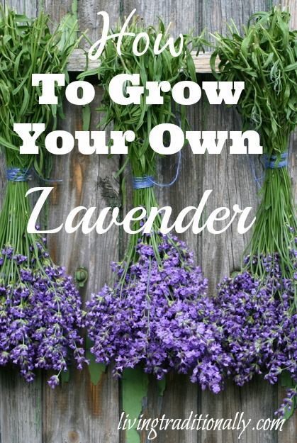 How To Grow Your Own Lavender. Lavender is an herb that has been used for centur...