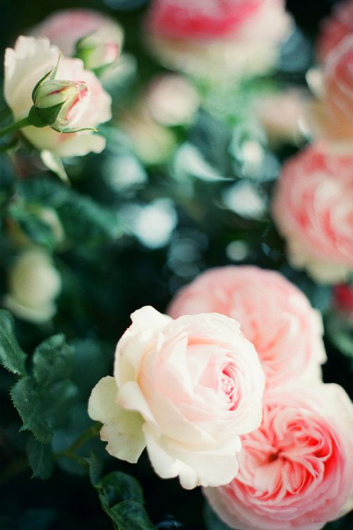 #Roses