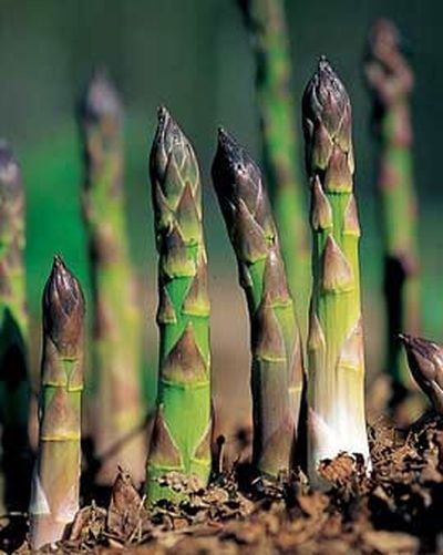 How to Grow Asparagus - Planting Asparagus