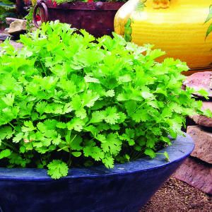 A Better Way to Grow Cilantro